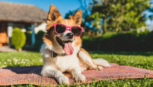 How to Keep Your Dog Cool in Malta's Summer Heat
